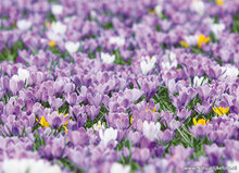 bloemen ansichtkaarten - set met 14 bloemenkaarten (nr. 44)