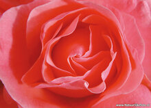 bloemen ansichtkaarten - set met 14 bloemenkaarten (nr. 44)