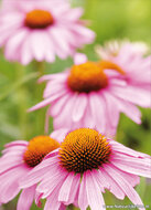 bloemen ansichtkaarten - set met 14 bloemenkaarten (nr. 44)