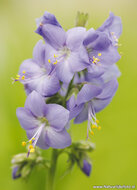 bloemen ansichtkaarten - set met 14 bloemenkaarten (nr. 44)