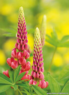 bloemen ansichtkaarten - set met 14 bloemenkaarten (nr. 44)