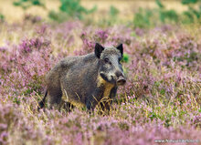 dieren kaarten - set met 26 dierenmotief ansichtkaarten (nr. 42)