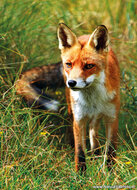 dieren kaarten - set met 26 dierenmotief ansichtkaarten (nr. 42)