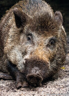 ansichtkaarten set dieren in Nederland - set met 11 kaarten (nr.115)