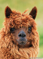 ansichtkaarten set dieren in Nederland - set met 11 dierenkaarten (nr.116)