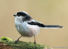 ansichtkaarten vogels - set van 12 bos vogelkaarten (nr. 60)