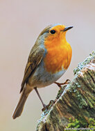 ansichtkaarten vogels - set van 12 bos vogelkaarten (nr. 60)