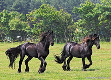 Paarden ansichtkaarten - set met 7 paardenkaarten (nr. 55)
