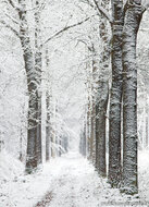 ansichtkaarten winter - set van 11 kaarten (nr.117)
