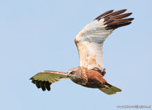 Roofvogels en uilen ansichtkaarten - set met 8 kaarten (nr. 120)