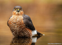 Roofvogels en uilen ansichtkaarten - set met 8 kaarten (nr. 120)
