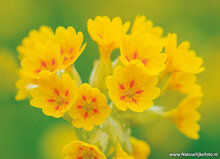 ansichtkaarten bloemen - set van 10 kaarten met bloemenmotief (nr. 121)