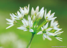 ansichtkaarten bloemen - set van 10 kaarten met bloemenmotief (nr. 121)