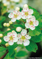 ansichtkaarten bloemen - set van 10 kaarten met bloemenmotief (nr. 121)