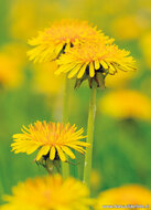ansichtkaarten bloemen - set van 10 kaarten met bloemenmotief (nr. 121)