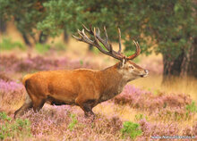 Natuur ansichtkaarten set - ideaal voor Postcrossing - set met 9 natuur kaarten (nr. 124)