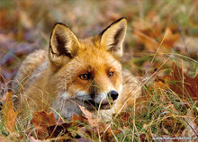 Natuur ansichtkaarten set - ideaal voor Postcrossing - set met 9 natuur kaarten (nr. 124)