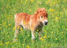 ansichtkaarten set paarden - 10 kaarten met paardenmotief (nr. 125)
