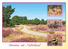 ansichtkaarten Nederland - set met 9 kaarten + flyer Postcrossing hoe werkt het (nr. 109)