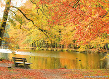Herfst ansichtkaarten - set met 11 herfstkaarten (nr. 108)
