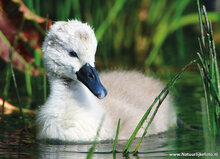 ansichtkaarten vogels - set van 9 water vogelkaarten (nr.106)