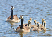 ansichtkaarten vogels - set van 9 water vogelkaarten (nr.106)