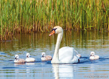 ansichtkaarten vogels - set van 9 water vogelkaarten (nr.106)
