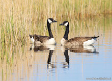 ansichtkaarten vogels - set van 9 water vogelkaarten (nr.106)