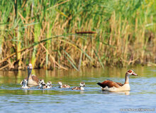 ansichtkaarten vogels - set van 9 water vogelkaarten (nr.106)
