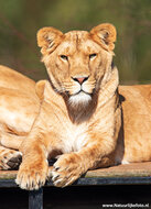 ansichtkaarten set dierentuin dieren - set met 10 dierenkaarten (nr.101)