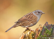 ansichtkaarten vogels - set van 12 vogelkaarten (nr. 80)