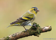 ansichtkaarten vogels - set van 12 vogelkaarten (nr. 80)