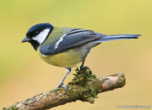 ansichtkaarten vogels - set van 12 vogelkaarten (nr. 80)
