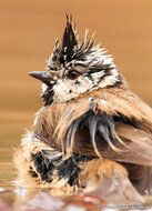 ansichtkaarten vogels - set van 12 vogelkaarten (nr. 80)