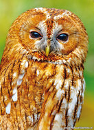 ansichtkaarten vogels - set van 12 vogelkaarten (nr. 80)