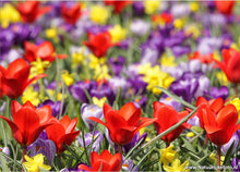 Lente kaarten - set met 11 kaarten (nr. 82)