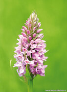Bloemen kaarten - set met 7 bloemenkaarten (nr. 83)