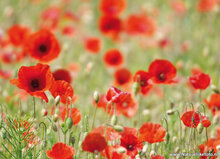 Bloemen kaarten - set met 7 bloemenkaarten (nr. 83)