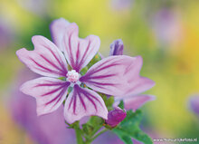 Bloemen kaarten - set met 7 bloemenkaarten (nr. 83)