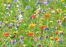 Bloemen kaarten - set met 7 bloemenkaarten (nr. 83)