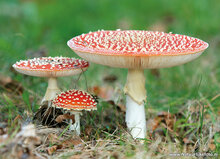 Herfst kaarten - set met 11 kaarten (nr. 84)