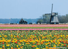 Molen ansichtkaarten - set met 15 molen kaarten (nr. 63)