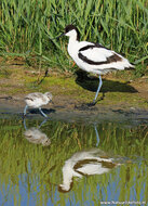 ansichtkaarten vogels - set van 16 vogelkaarten (nr. 72)