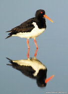 ansichtkaarten vogels - set van 16 vogelkaarten (nr. 72)