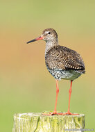ansichtkaarten vogels - set van 16 vogelkaarten (nr. 72)