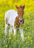 dieren ansichtkaarten - set met 13 dierenkaarten (nr. 75)