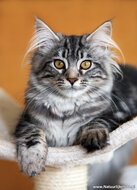 katten ansichtkaarten - set met 7 katten kaarten (nr. 89)