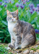 katten ansichtkaarten - set met 7 katten kaarten (nr. 89)