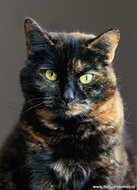 katten ansichtkaarten - set met 7 katten kaarten (nr. 89)