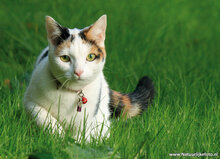 katten ansichtkaarten - set met 7 katten kaarten (nr. 89)